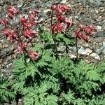 Dicentra eximia Habitus