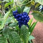 Psychotria guapilensis Frukt