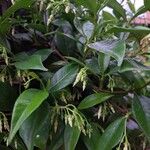 Trachelospermum jasminoides Çiçek