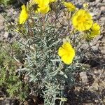 Helianthemum syriacum Hábito