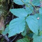 Hylodesmum repandum Φύλλο
