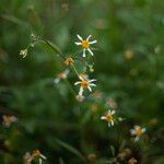 Bidens pilosa फूल