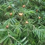 Freycinetia cumingiana List