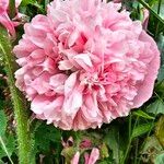 Papaver somniferumFlower