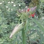 Abelmoschus moschatus Fleur