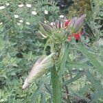 Abelmoschus moschatus Flower