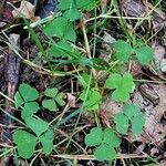 Oxalis stricta Lehti