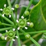 Plerandra crassipes Цветок
