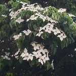 Cornus kousaFlower