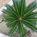 Cycas revolutaLeaf