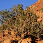 Juniperus monosperma عادت داشتن