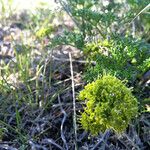 Lomatium grayi Habitat