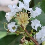 Lagerstroemia indica फूल