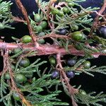 Juniperus recurva Hábito