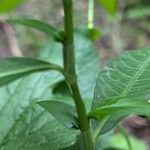 Persicaria hydropiper Bark