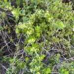Rubia tenuifolia عادت