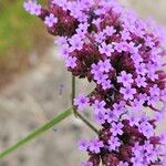 Verbena bonariensis Flor