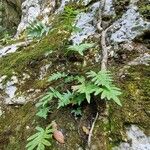 Polypodium cambricum Leaf