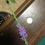 Verbena stricta 花