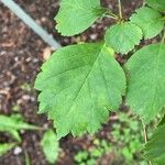 Crataegus douglasii Levél