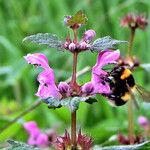 Lamium maculatum Fiore