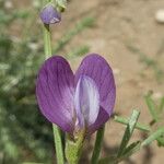 Vicia peregrina Flor