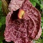 Aristolochia gigantea Flower
