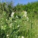 Anchusa ochroleuca Kukka