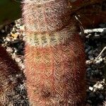 Echinocereus dasyacanthus Хабит