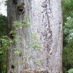 Agathis australis Bark