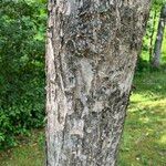 Ulmus davidiana Bark