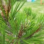 Pinus leucodermis Likasa