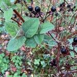 Hypericum androsaemum Habit