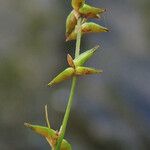 Carex radiata Plod