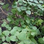 Fothergilla gardenii Lehti