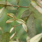 Combretum celastroides Frucht