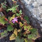 Geranium robertianumFloro