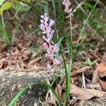 Liriope spicata ফুল