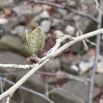 Elaeagnus umbellata Lehti