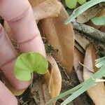 Dichondra carolinensis পাতা