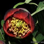 Paeonia californica Blüte
