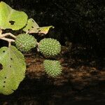 Guazuma ulmifolia Frukt