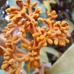 Virola sebifera 花