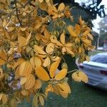 Cassia sieberiana Цвят