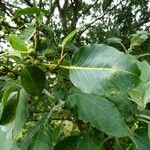 Ficus rubra ഇല