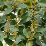 Quercus phillyreoides Virág