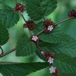 Melochia nodiflora Otro