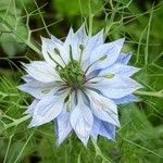 Nigella damascena Flower