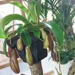 Nepenthes × neglectaKvet