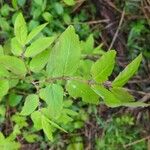 Lonicera canadensis Leaf